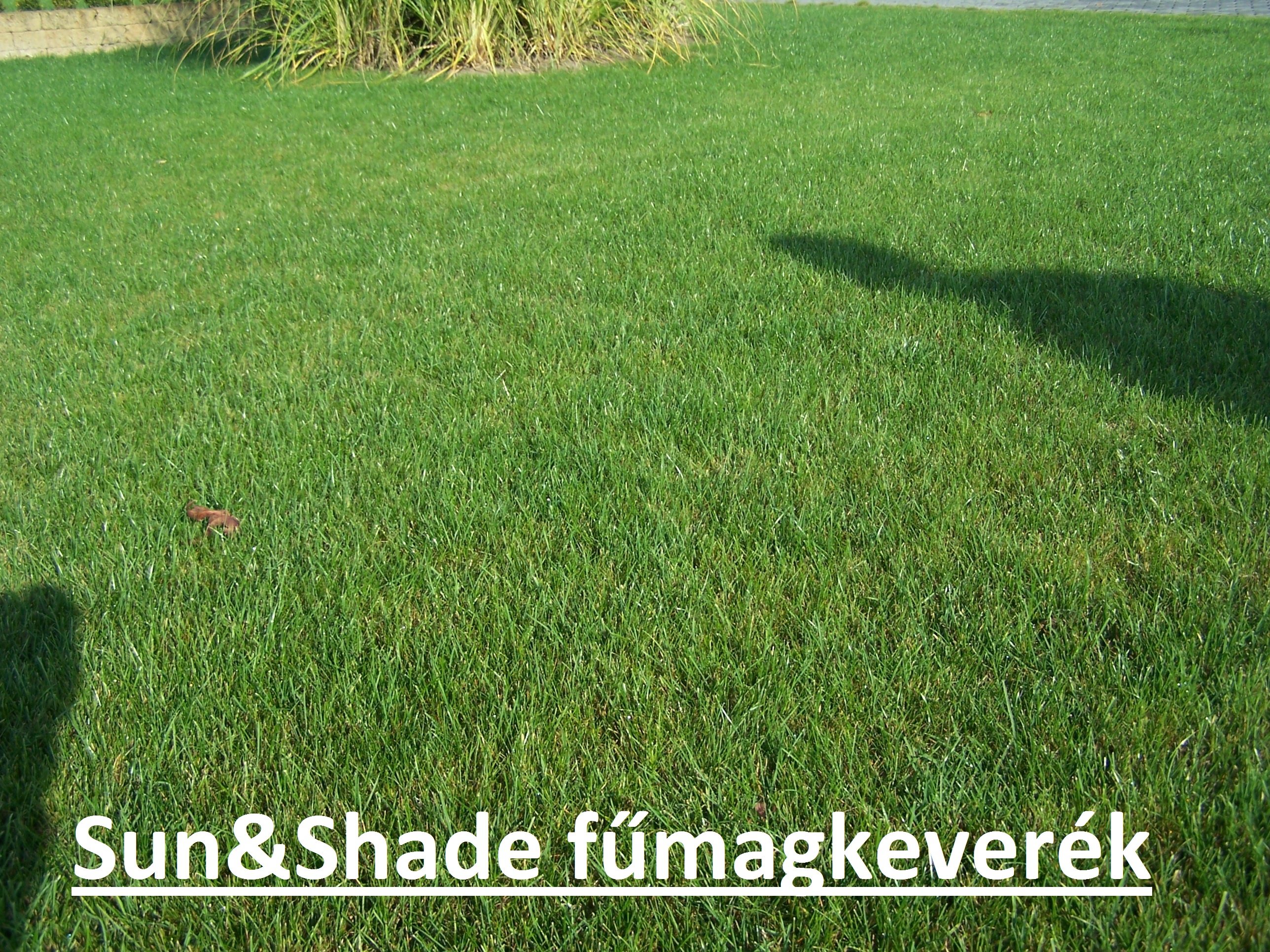 ICL grass seed Sun &amp; Shade (shade tolerant) 5 kg