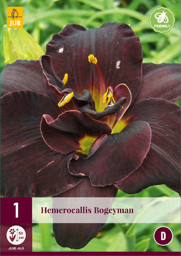 Perennial Hemerocallis Bogeyman (Mantis Lily) 1 JUB Perennial Hemerocallis Bogeyman (Mantis Lily) 1 JUB