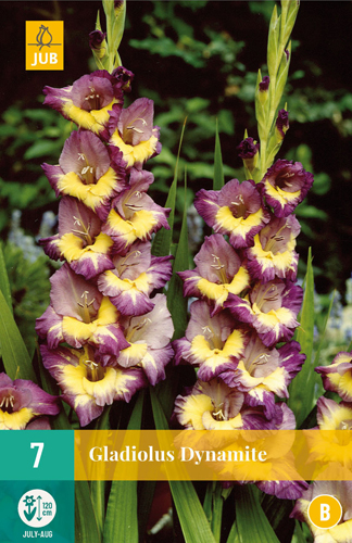 Flower bulb Swordflower Dynamite 7 pieces JUB