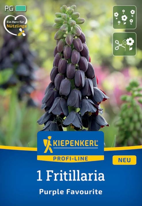 Flower bulb Fritillaria Purple Favourite Kiepenkerl 1 pc