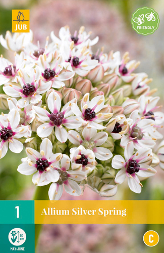 Flowering Bulb Ornamental Bulb Silver Spring 1pcs JUB