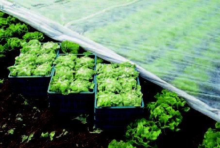 Gauze film 15x100 m 19gr/m2