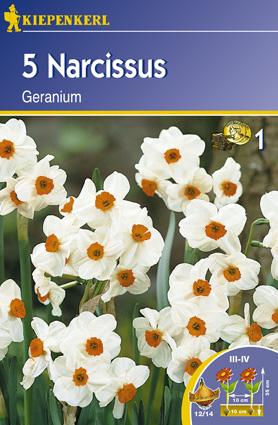 Daffodil Geranium Kiepenkerl 5 pcs