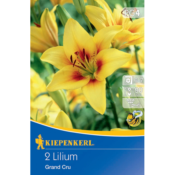 Flower bulbs Asian Lily Grand Cru Kiepenkerl 2 pcs