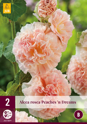 Perennial Alcea Rosea Peaches 'n' Dreams (Raspberry Rose) 2 pieces JUB