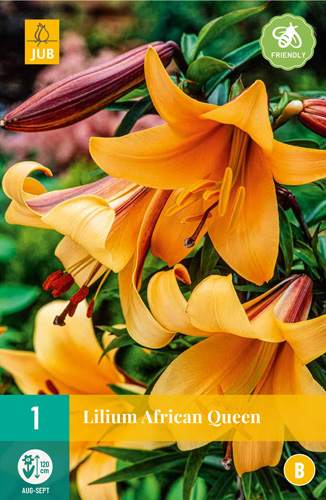 Flower bulb Lily African Queen 1 piece JUB