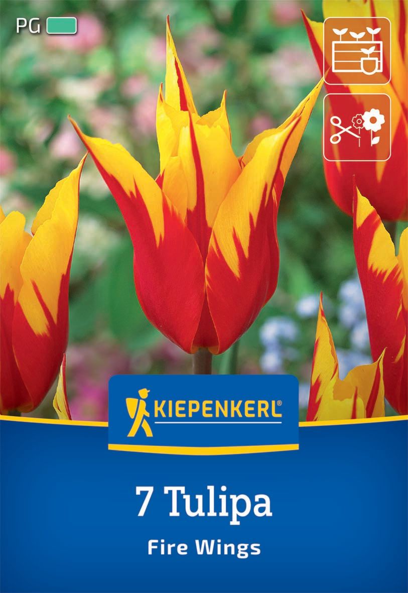 Flower bulbs Tulip Fire Wings Kiepenkerl 7 pcs