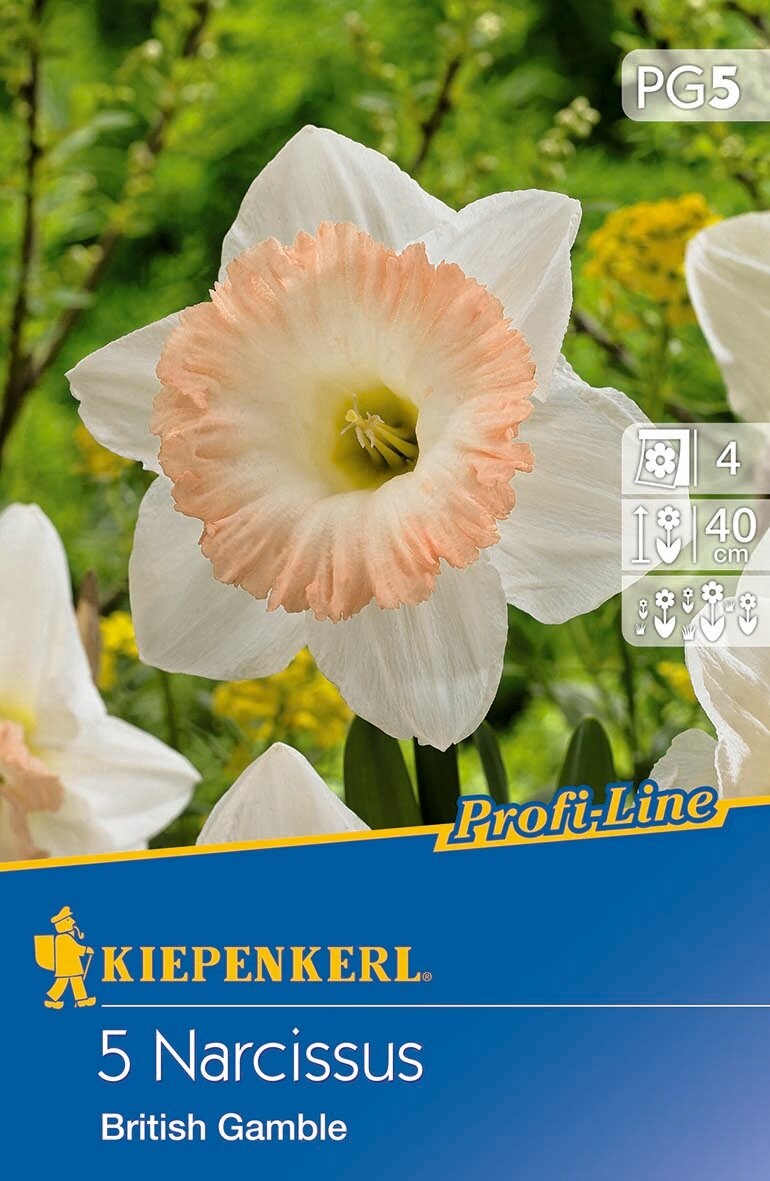 Bulbs Narcissus British Gamble 5 pcs Kiepenkerl