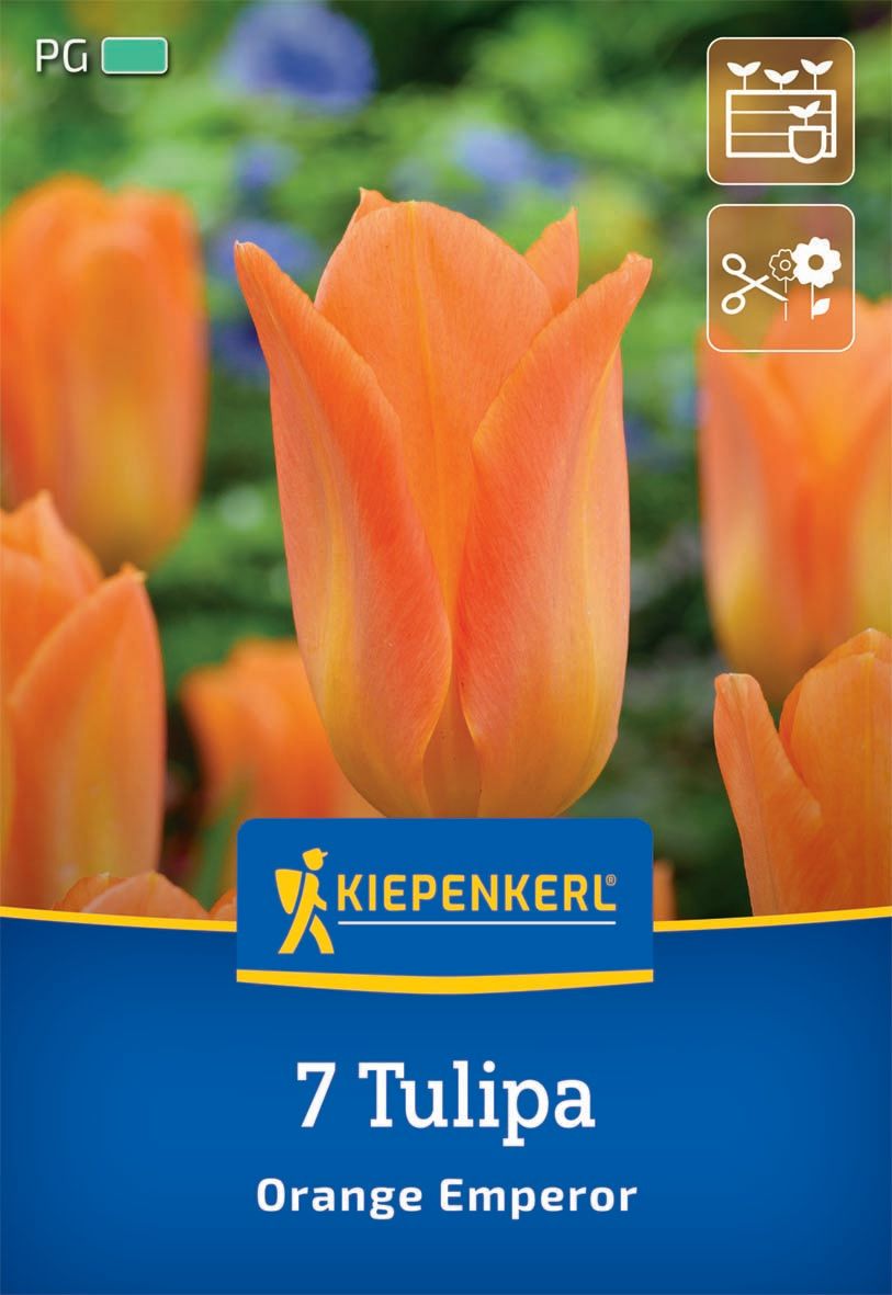 Flower bulb Tulip Orange Emperor Kiepenkerl 7 pcs