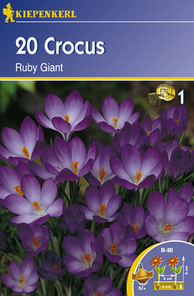 Crocus botanical, potted Ruby Giant 20 pcs