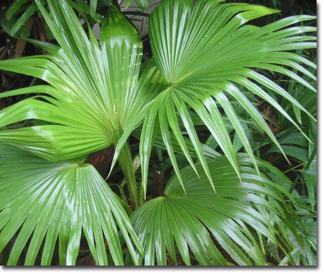 Chinese Fan Palm (Livistona chinensis) 5 seeds
