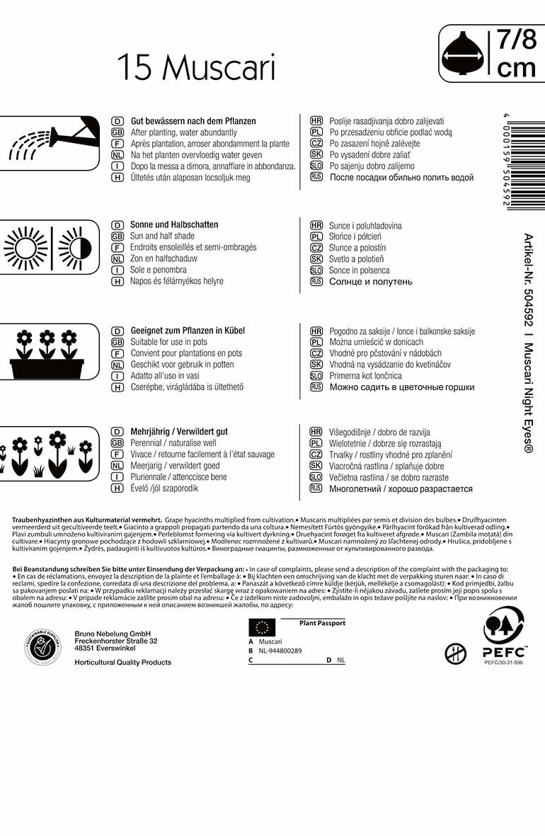 Flower bulbs Pearl Night Eye 15 pcs Kiepenkerl