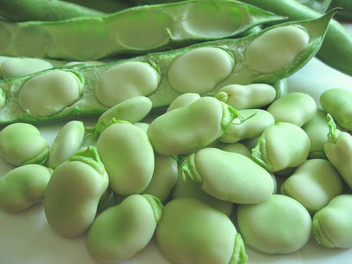 Broad bean De Monica 50g