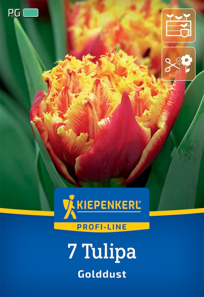 Flower bulb Tulip Golddust Kiepenkerl 7 pcs