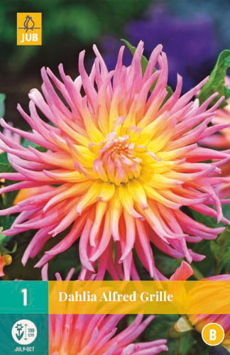 Bulb Dahlia Alfred Grille 1 piece JUB